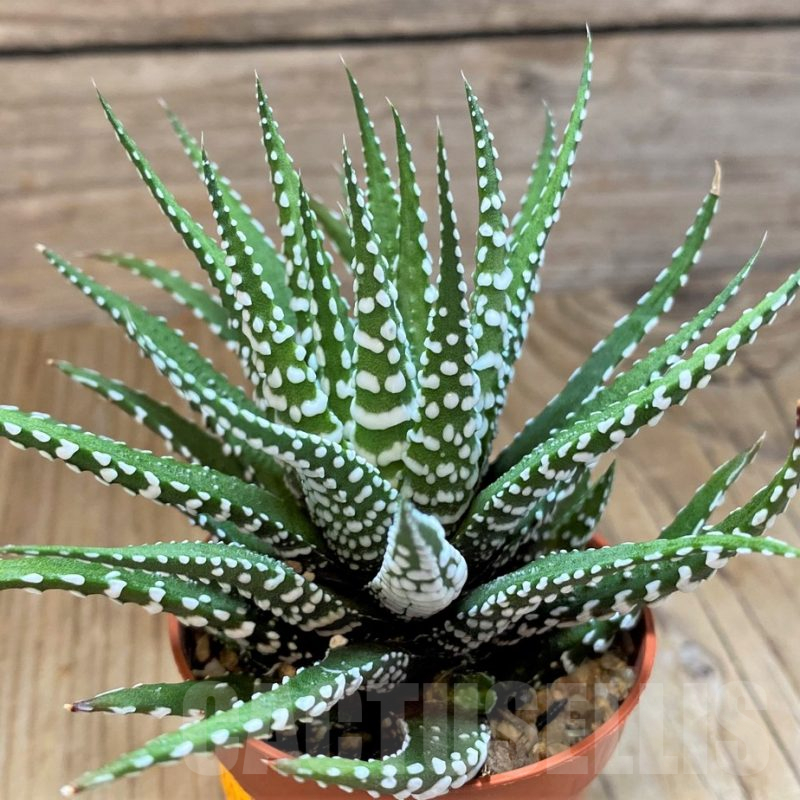 SH14445 Haworthia fasciala 'Big Band'