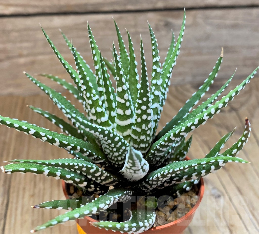 SH14445 Haworthia fasciala 'Big Band'