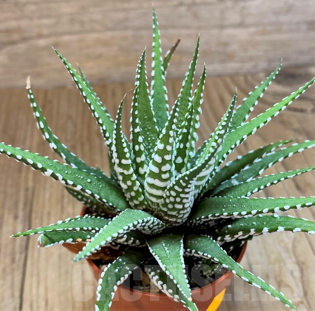 SH14445 Haworthia fasciala 'Big Band' - immagine 2