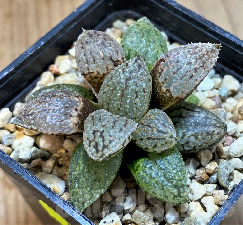 SH14446 Haworthia picta -Japan- clon 4 - immagine 2