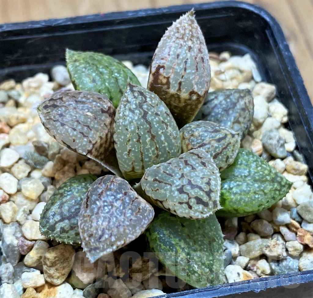 SH14446 Haworthia picta -Japan- clon 4
