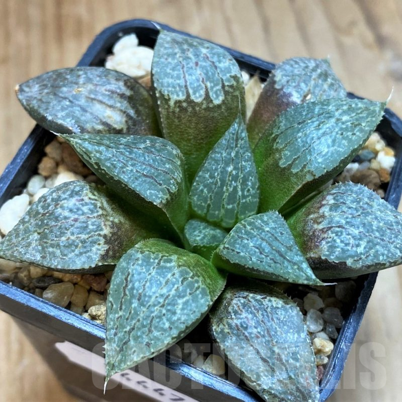 SH14447 Haworthia comptoniana x emelyae