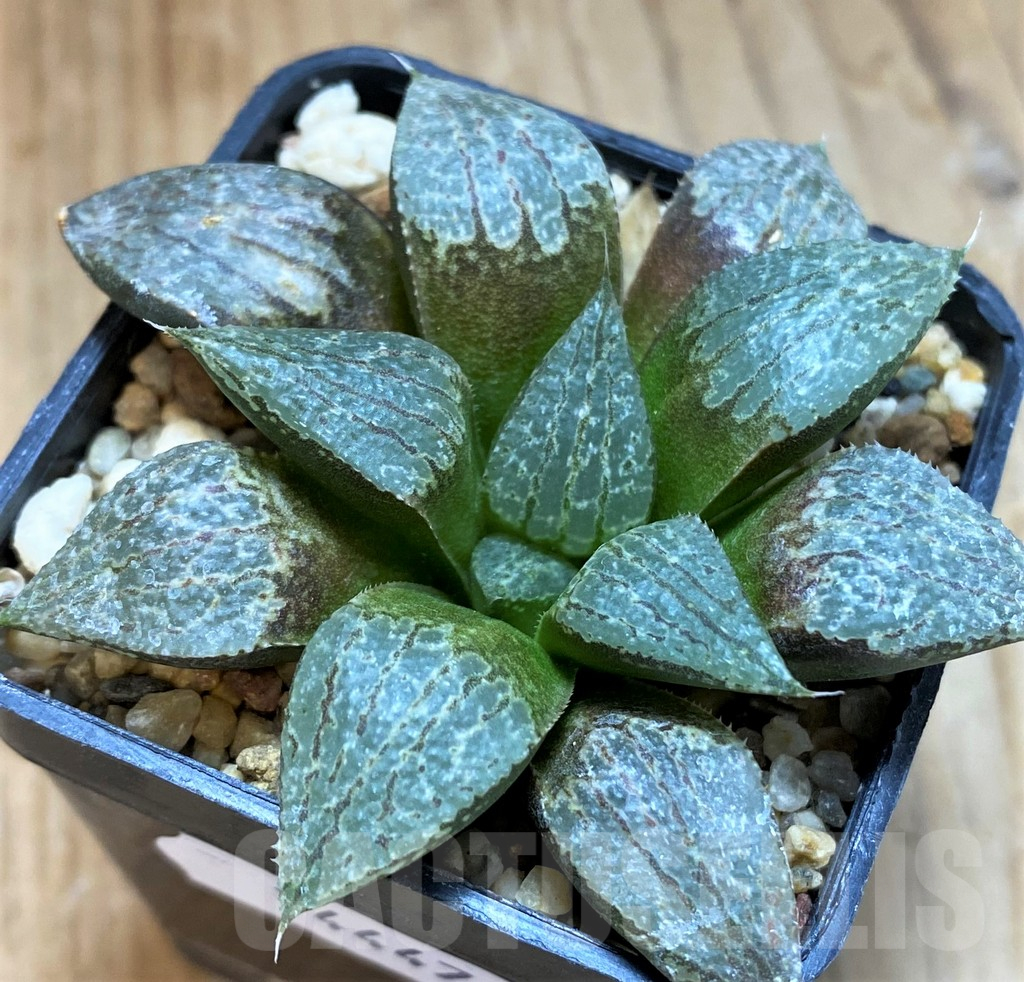 SH14447 Haworthia comptoniana x emelyae