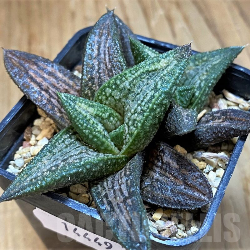 SH14449 Haworthia ‘Kintaikyo’