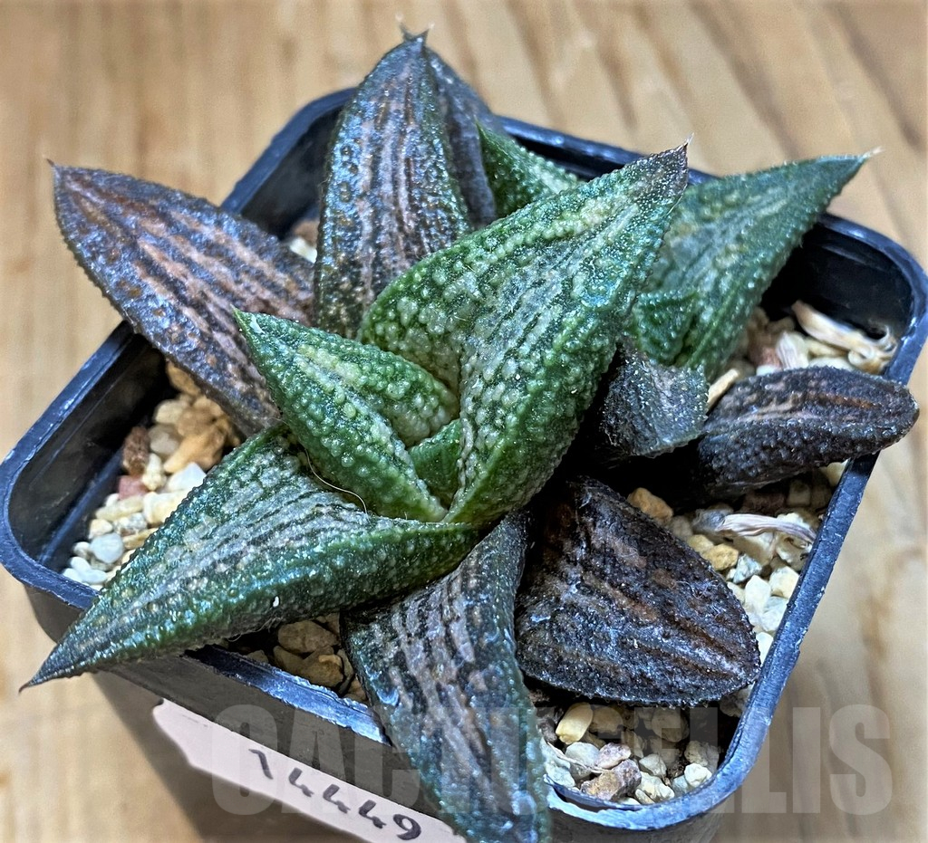 SH14449 Haworthia ‘Kintaikyo’