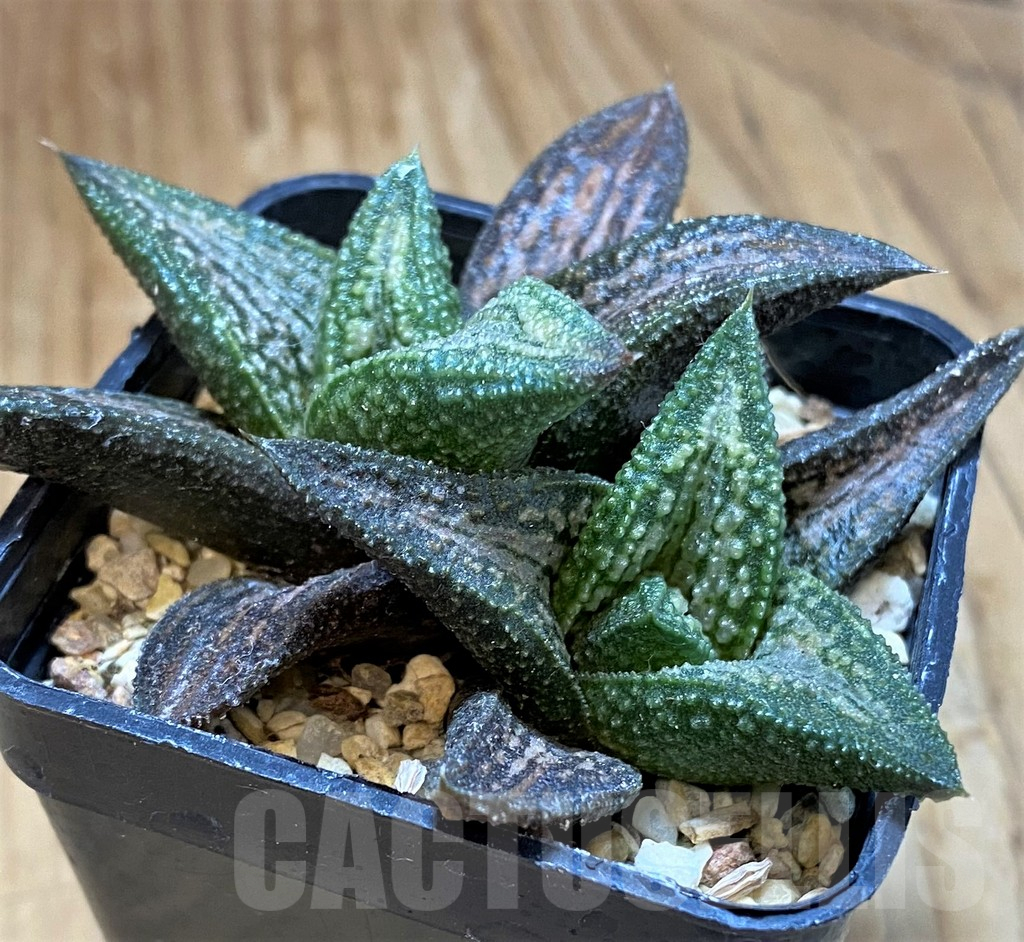 SH14449 Haworthia ‘Kintaikyo’ - Image 2