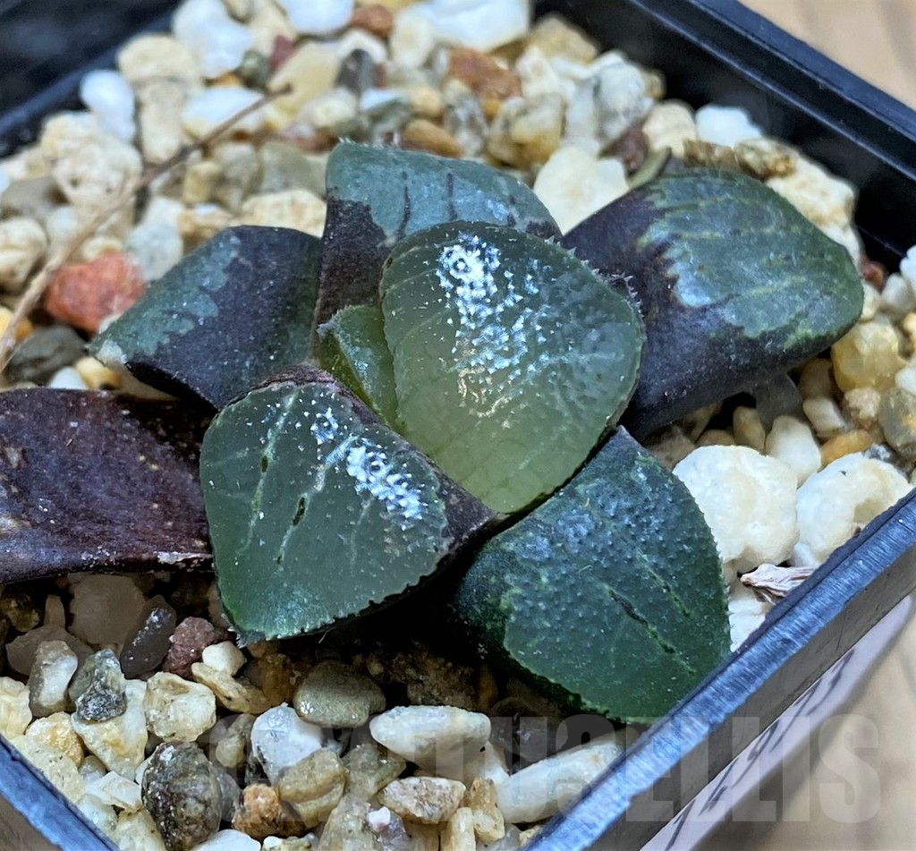 SH14973 Haworthia bayeri x springbokvlakensis - Image 2