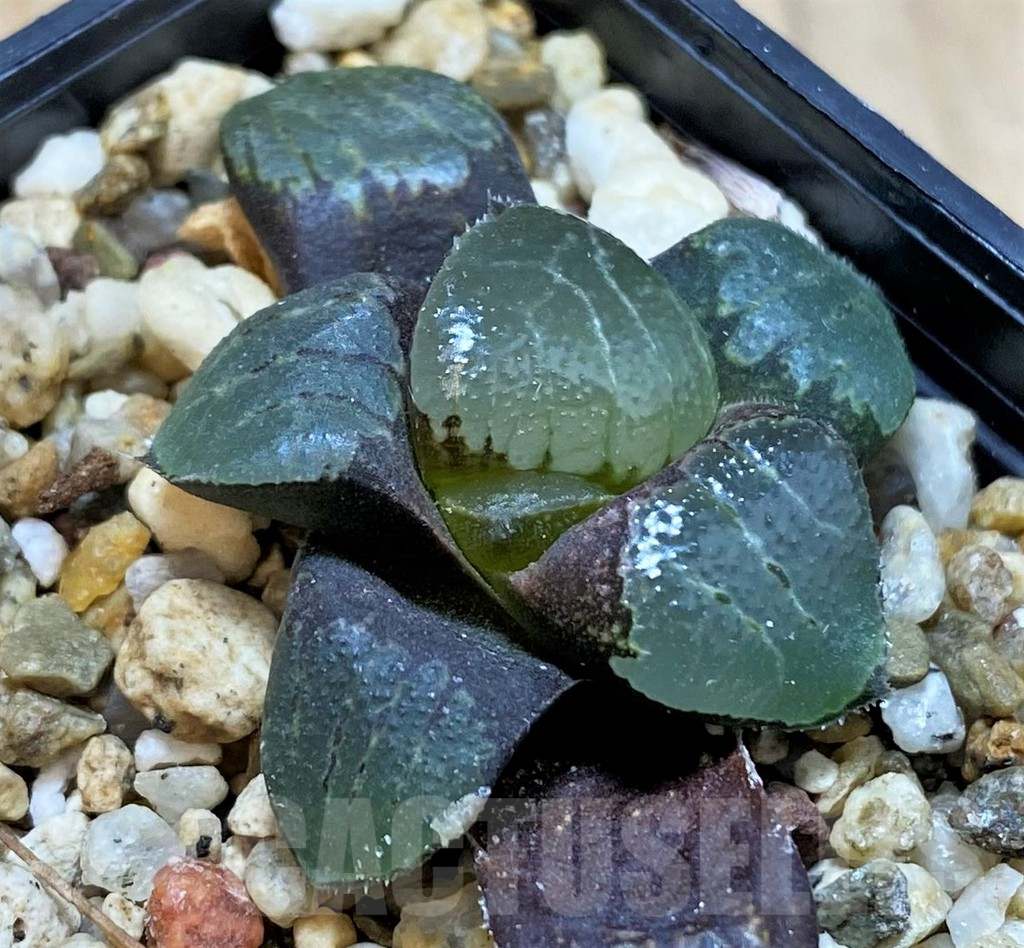 SH14973 Haworthia bayeri x springbokvlakensis