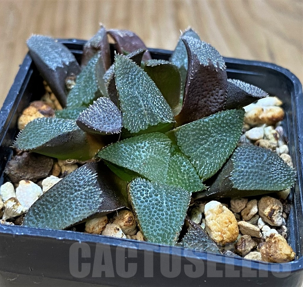 SH14976 Haworthia bayeri