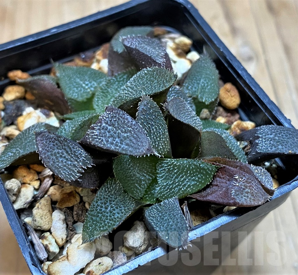 SH14976 Haworthia bayeri - Image 2