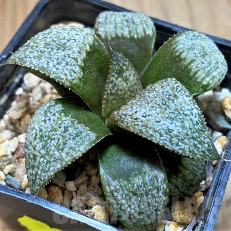 SH16068 Haworthia magnifica v. splendens hybrid