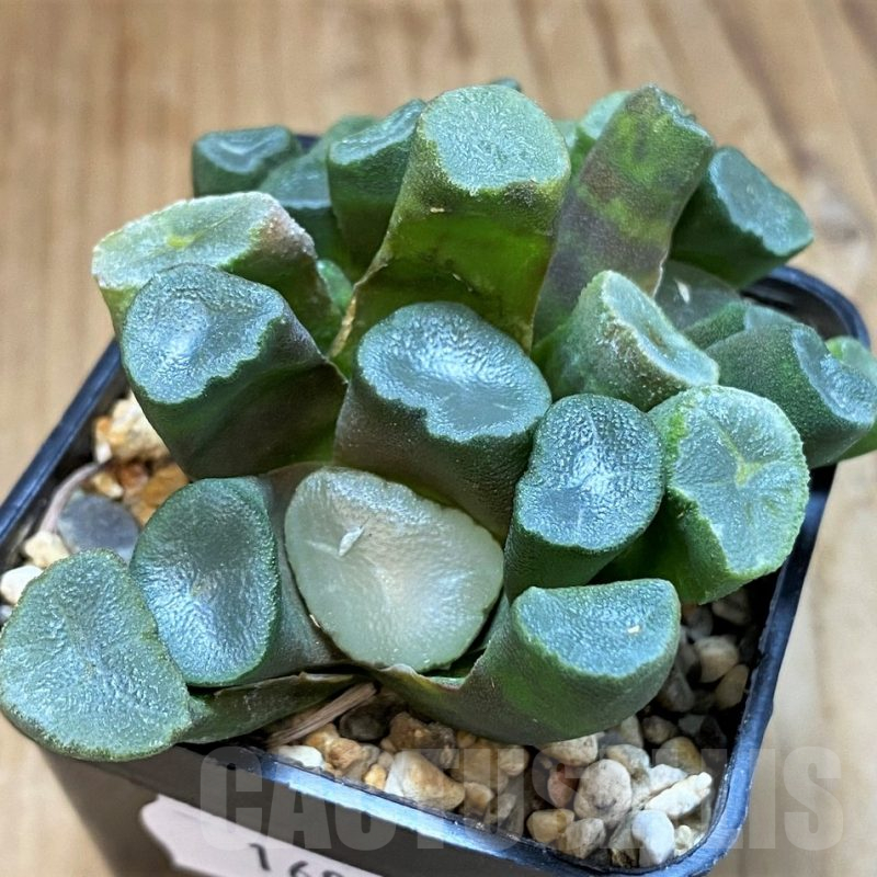 SH16069 Haworthia maughanii -Japan-