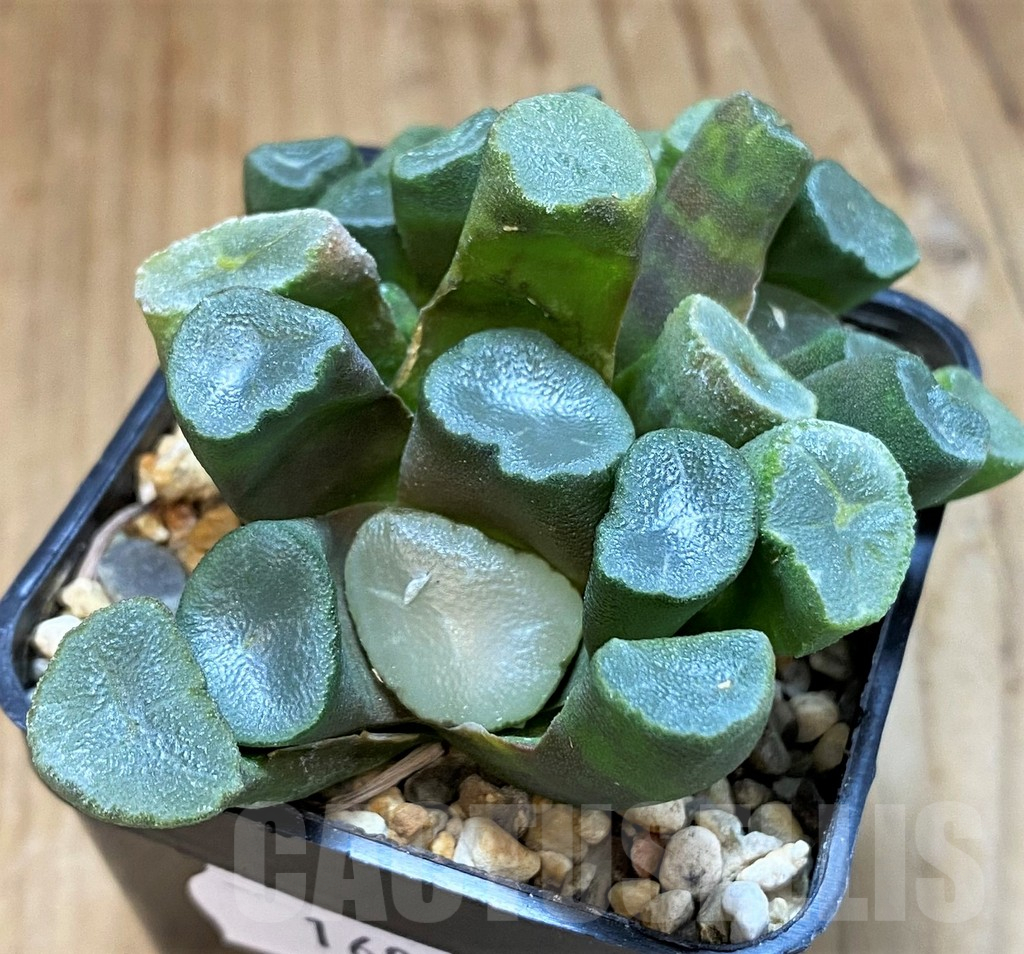 SH16069 Haworthia maughanii -Japan-