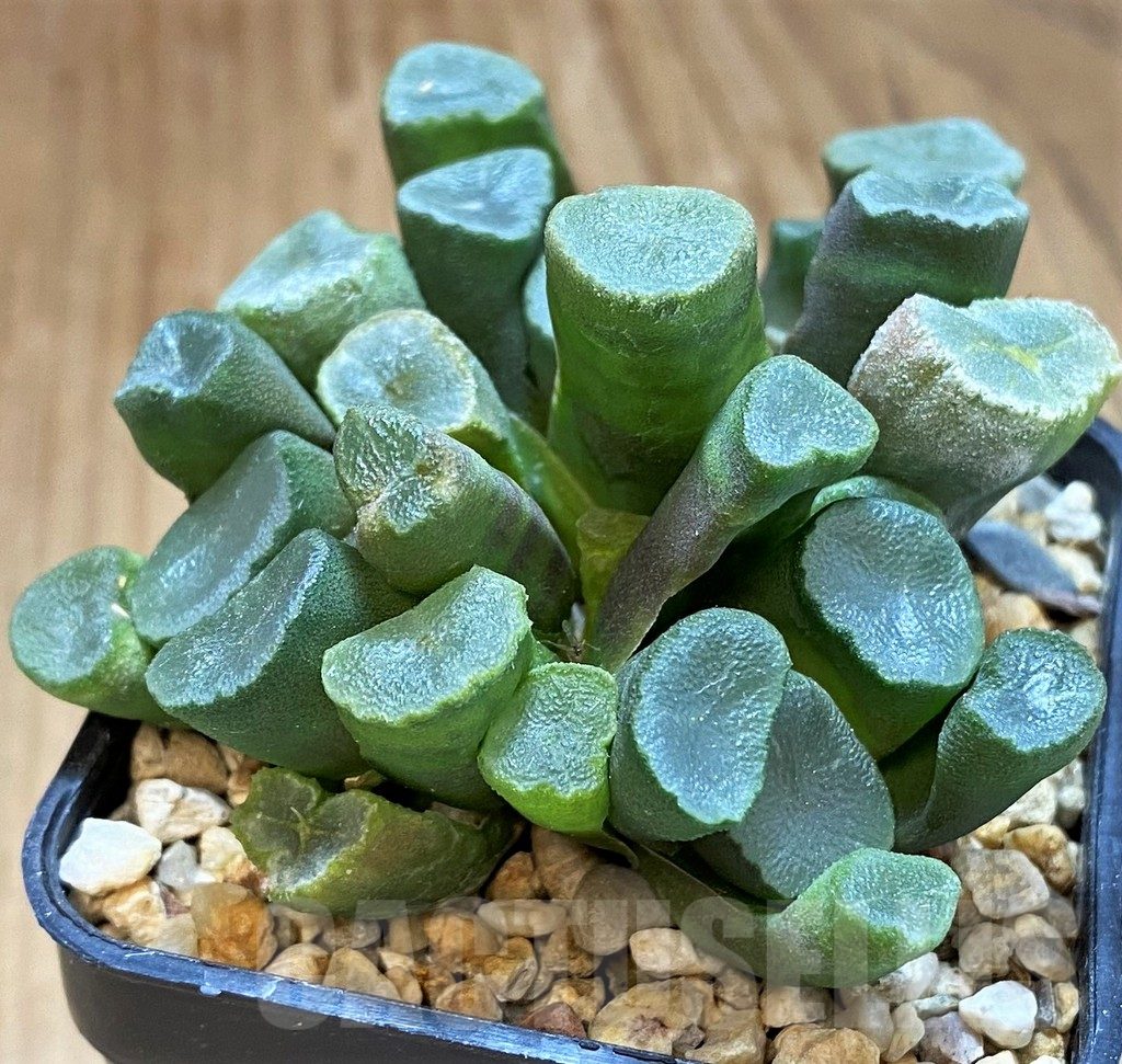 SH16069 Haworthia maughanii -Japan- - immagine 2