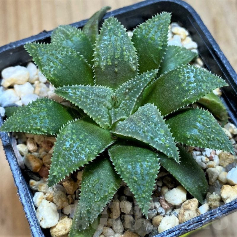 SH16070 Haworthia parksiana hybrid
