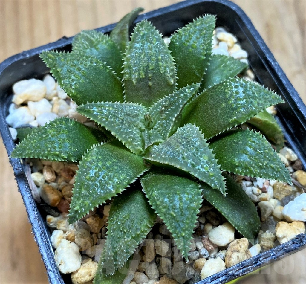 SH16070 Haworthia parksiana hybrid