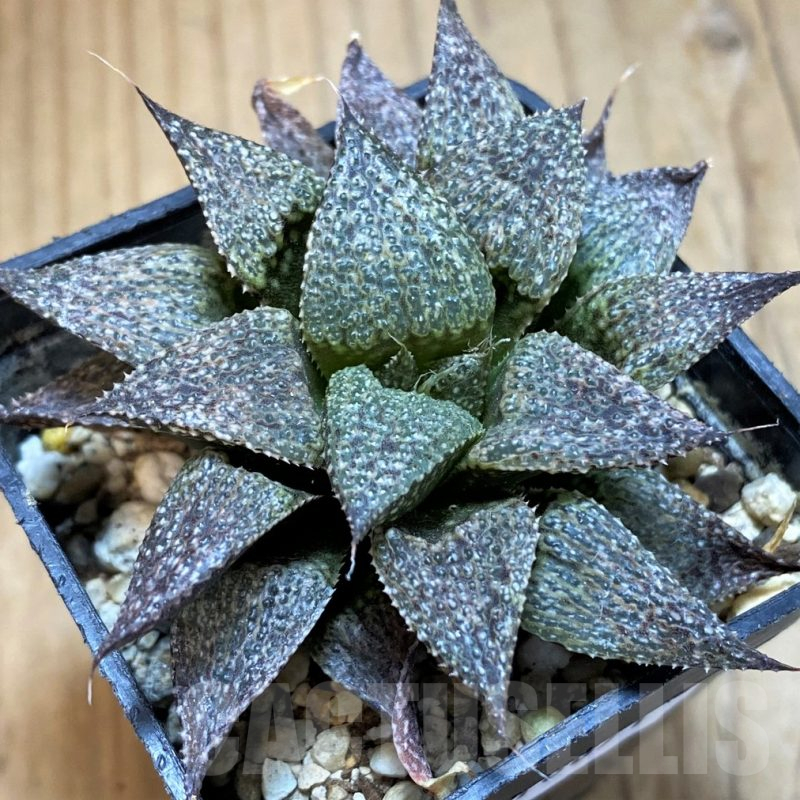 SH16071 Haworthia magnifica v. esterhuizenii