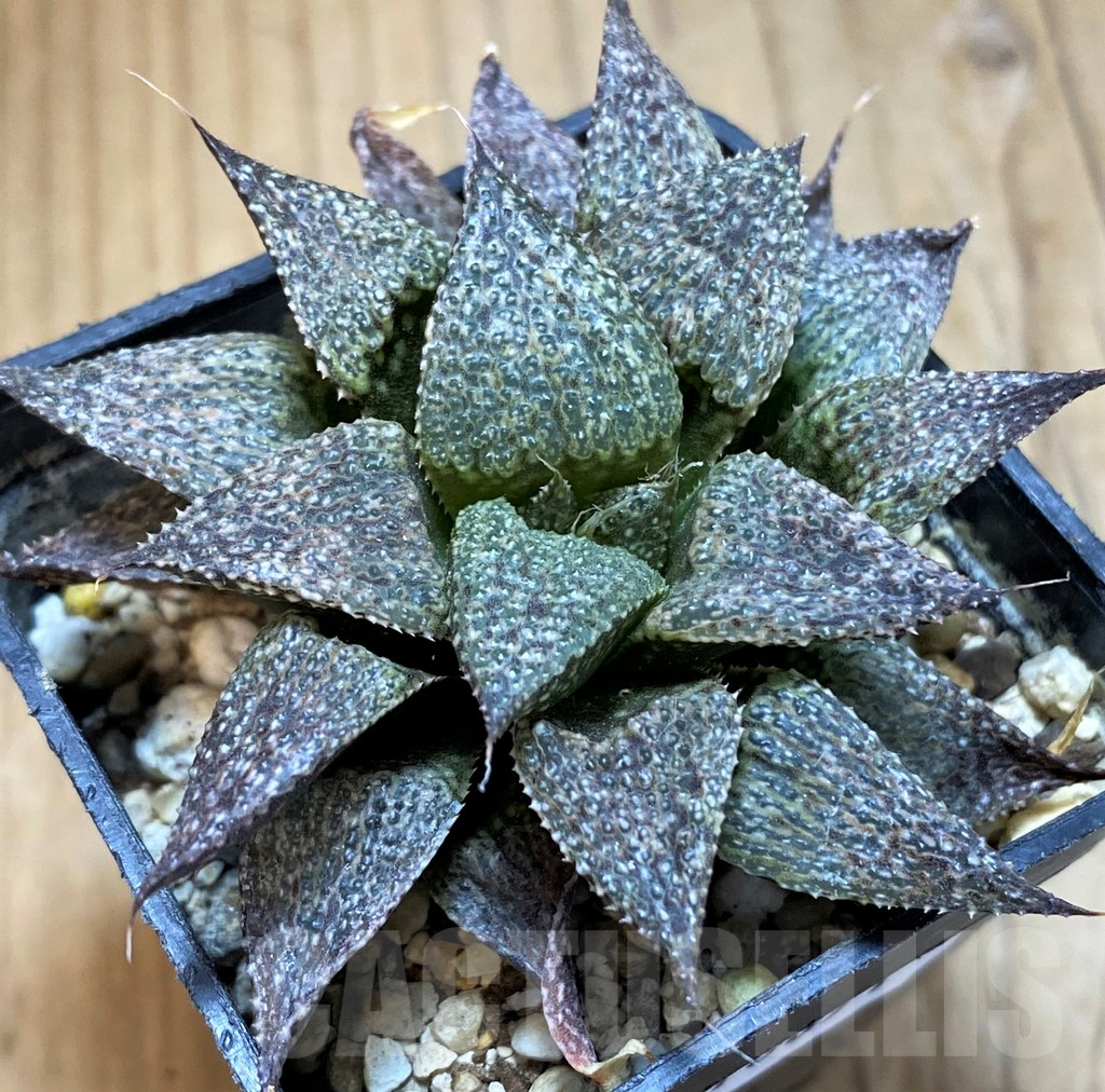 SH16071 Haworthia magnifica v. esterhuizenii