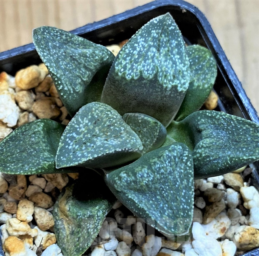 SH16072 Haworthia pygmaea v. argenteo-maculosa GM326 - Image 2