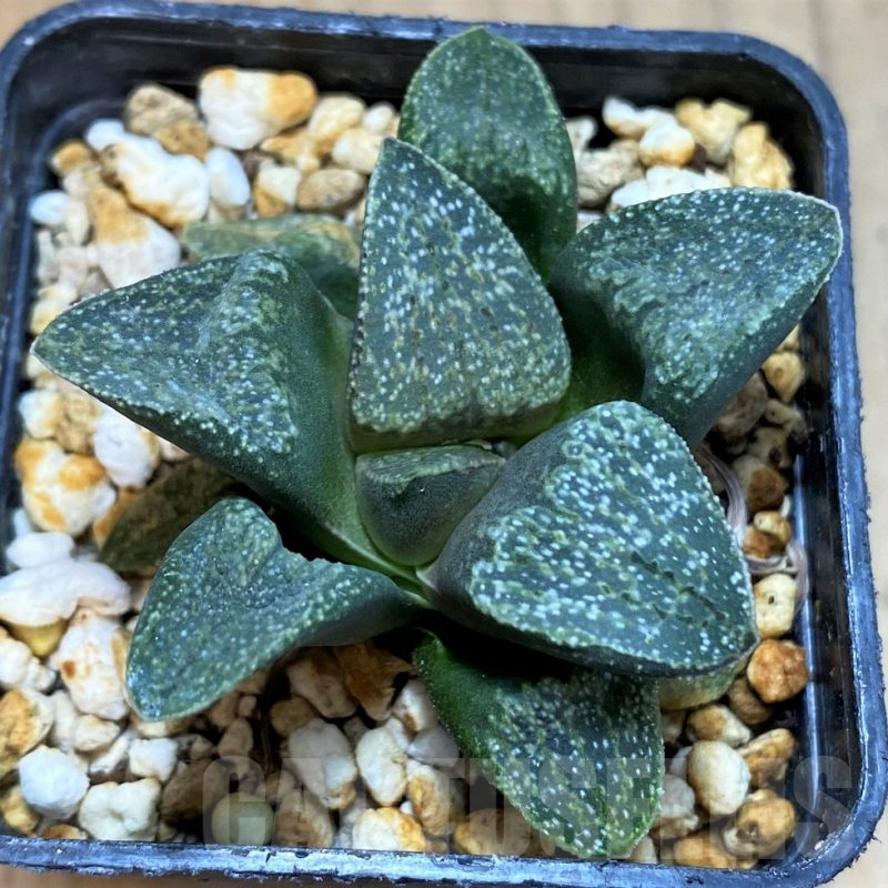 SH16072 Haworthia pygmaea v. argenteo-maculosa GM326
