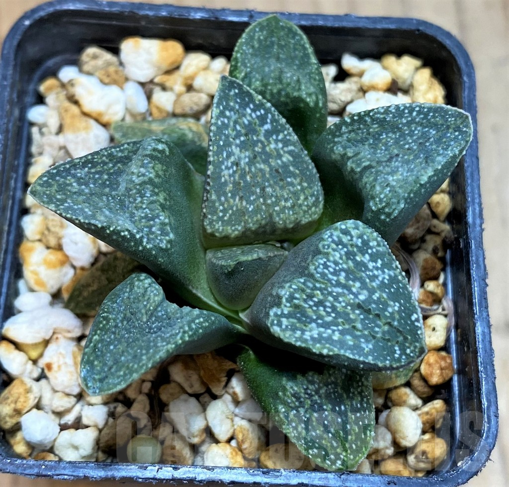 SH16072 Haworthia pygmaea v. argenteo-maculosa GM326