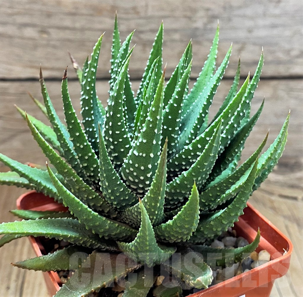 SH16854 Haworthia pumila hybrid