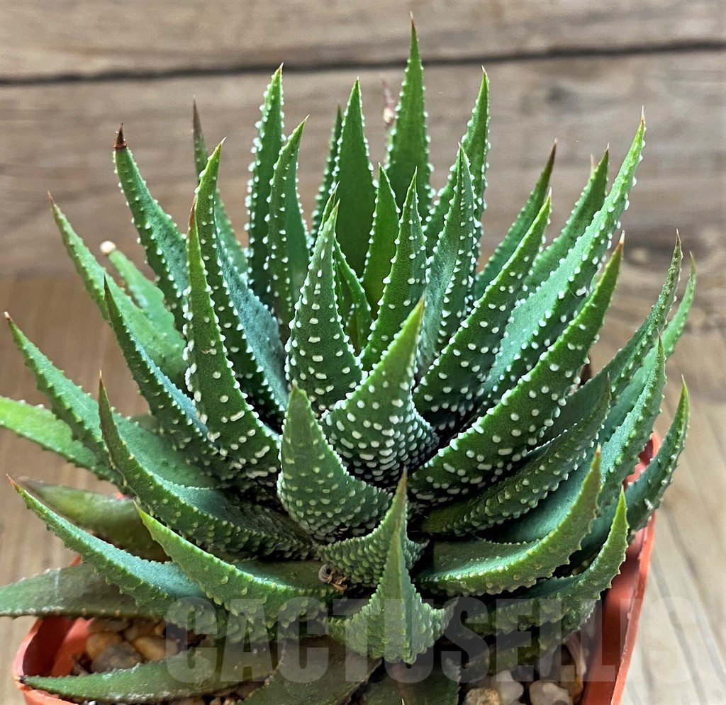 SH16854 Haworthia pumila hybrid - Image 2