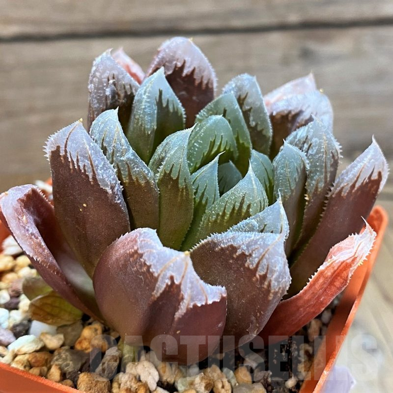 SH16855 Haworthia hybrid ? x 'Chevagri'