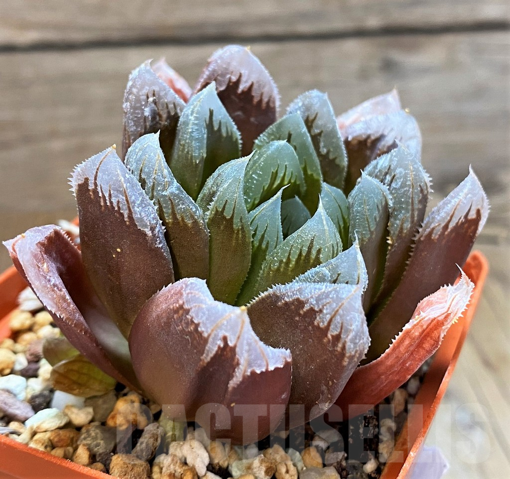SH16855 Haworthia hybrid ? x 'Chevagri'