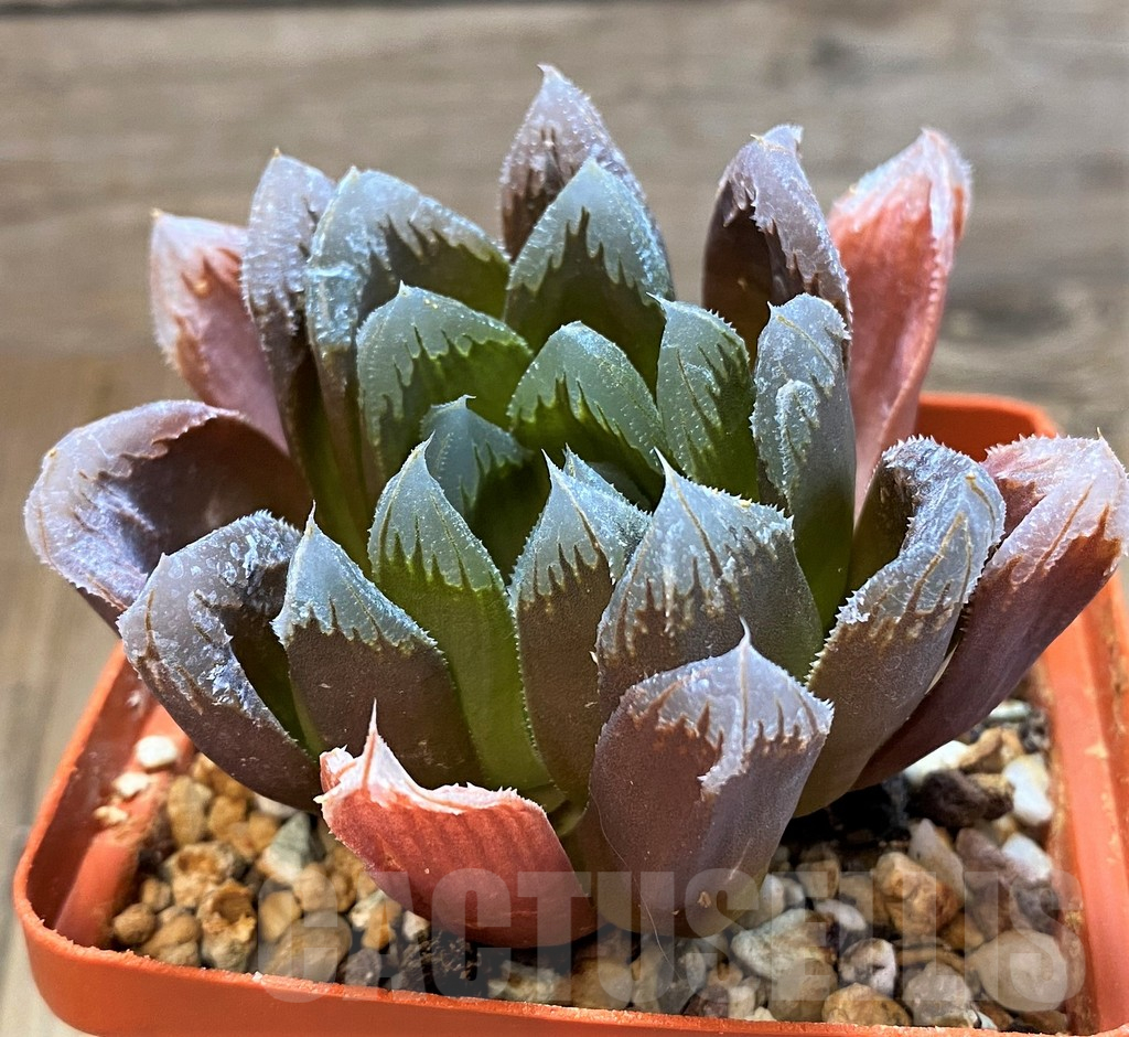SH16855 Haworthia hybrid ? x 'Chevagri' - Image 2
