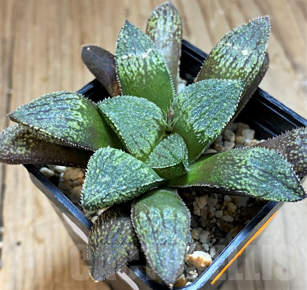 SH16857 Haworthia picta HPX-2 x 'Pink Lady' - immagine 2