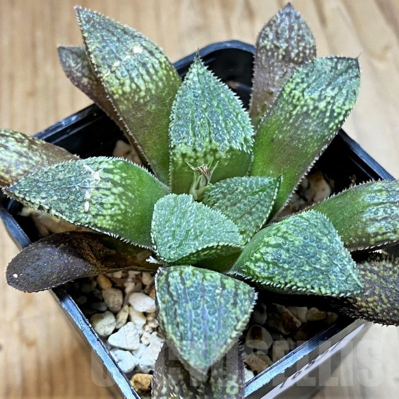SH16857 Haworthia picta HPX-2 x 'Pink Lady'