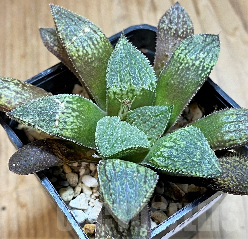 SH16857 Haworthia picta HPX-2 x 'Pink Lady'