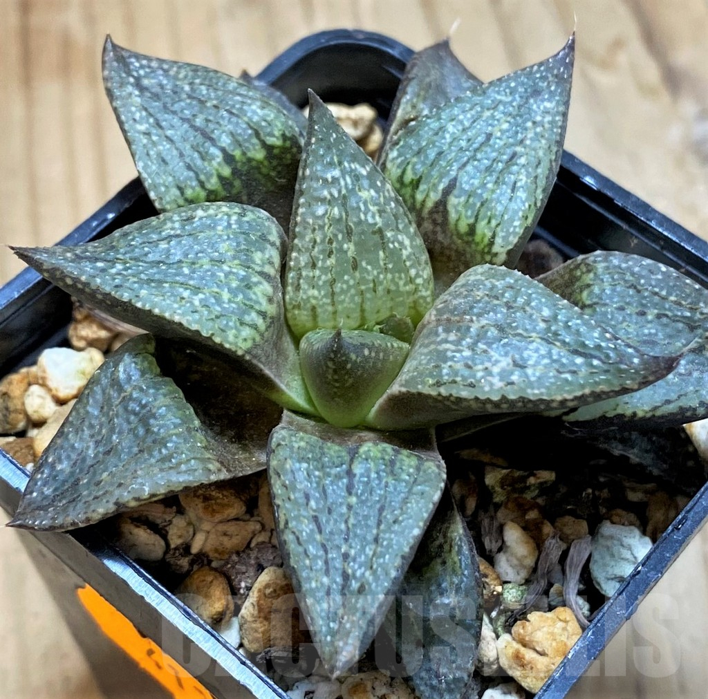 SH16863 Haworthia picta GM581 -Doringrivier farm- - Image 2