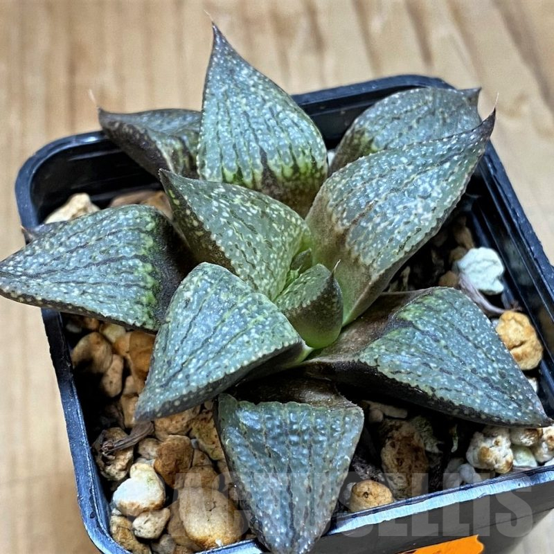 SH16863 Haworthia picta GM581 -Doringrivier farm-