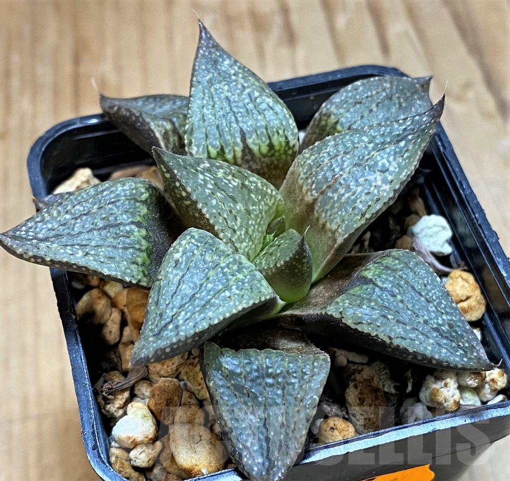 SH16863 Haworthia picta GM581 -Doringrivier farm-