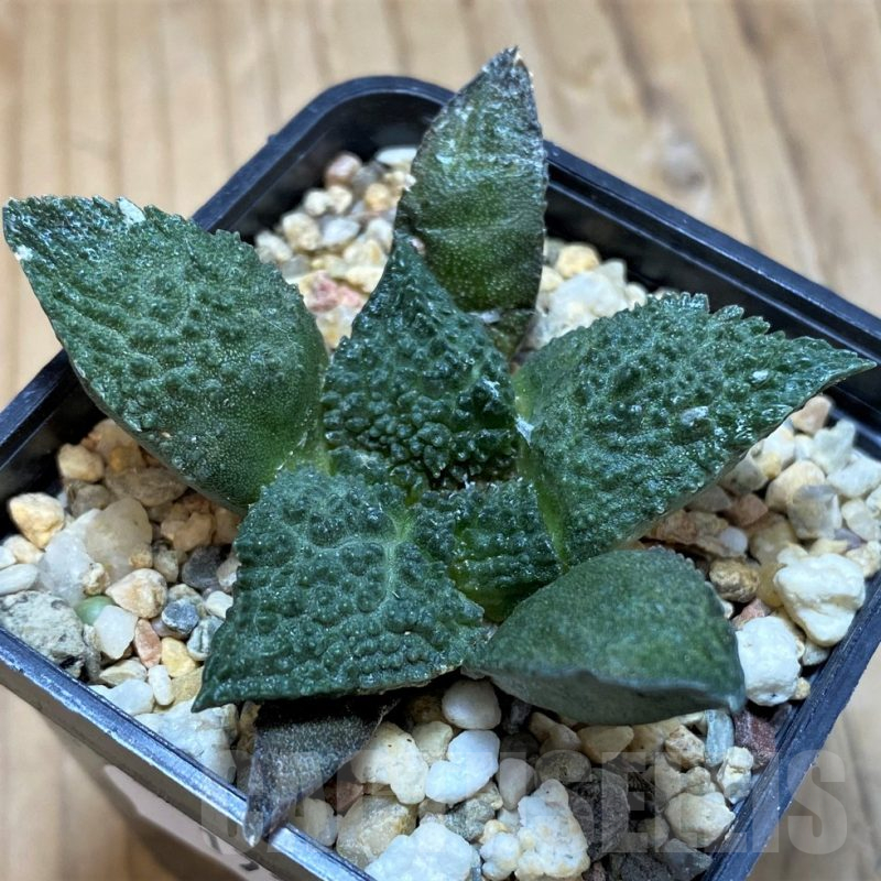 SH17356 Ariocarpus fissuratus 'Godzilla' hybrid, seedling