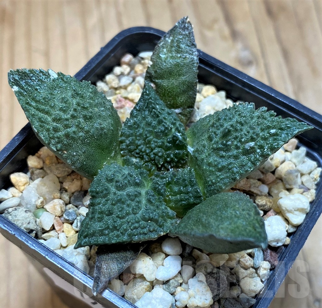 SH17356 Ariocarpus fissuratus 'Godzilla' hybrid, seedling