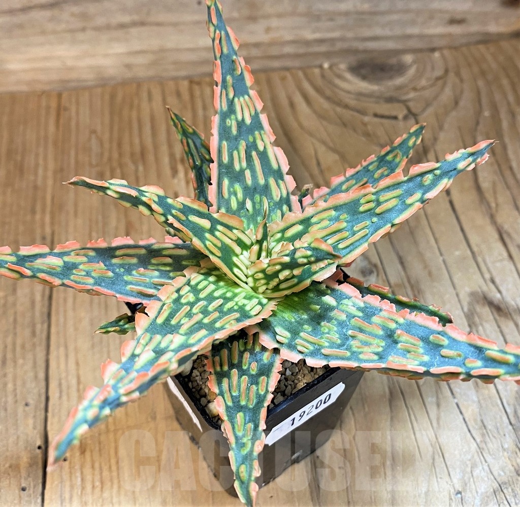 ＡＬＯＥです。 SH19200 Aloe TCT hybrid – Cactus-online