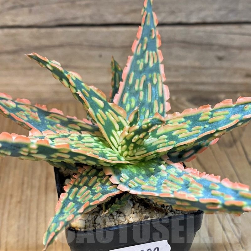 SH19200 Aloe TCT hybrid