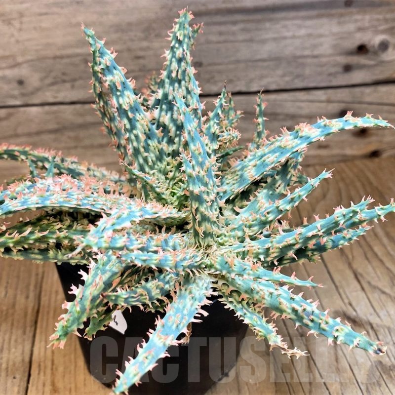 SH19204 Aloe TCT hybrid -Thailand-