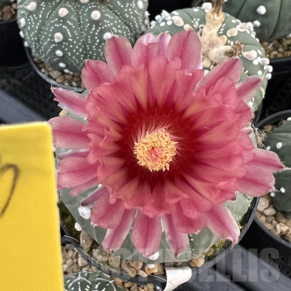 SHPR39851 Astrophytum asterias ‘Akabana’ clon 3