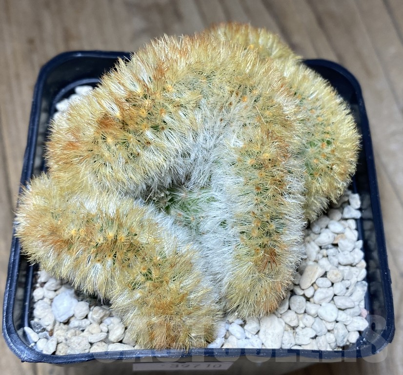 SHPR39710 Mammillaria carmenae f. cristata - Image 2