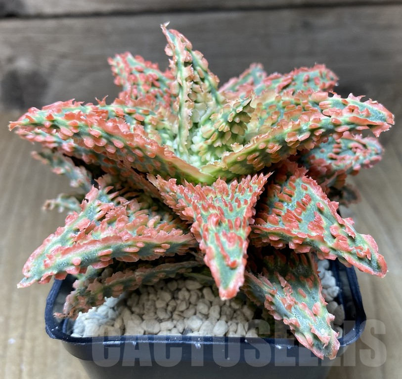 SHPR39554 Aloe TCT hybrid