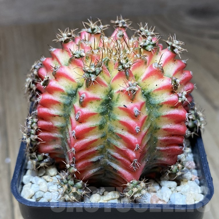 SHPR39728 Gymnocalycium mihanovichii ‘Multicolor’