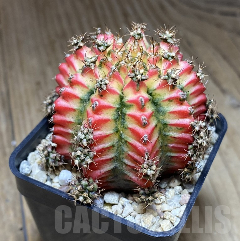 SHPR39728 Gymnocalycium mihanovichii ‘Multicolor’ – Bild 2