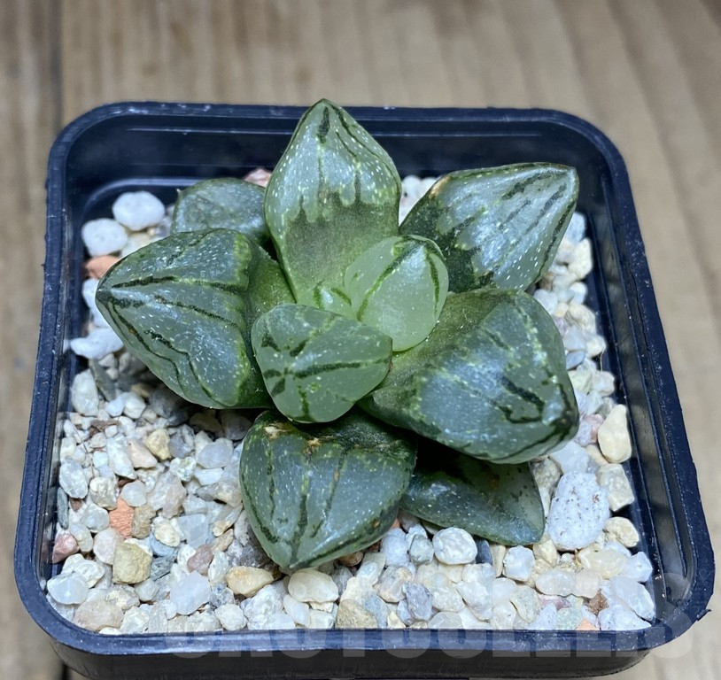 SHPR39740 Haworthia 'Rear Window Compto' x mutant