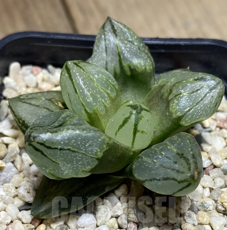 SHPR39740 Haworthia 'Rear Window Compto' x mutant - Image 2