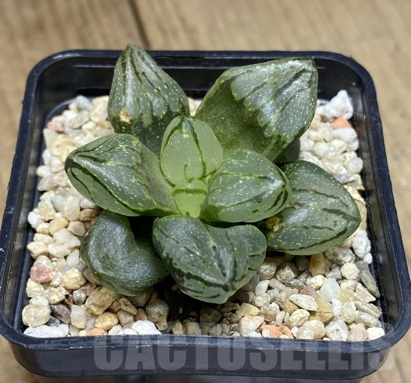 SHPR39740 Haworthia 'Rear Window Compto' x mutant - Image 3