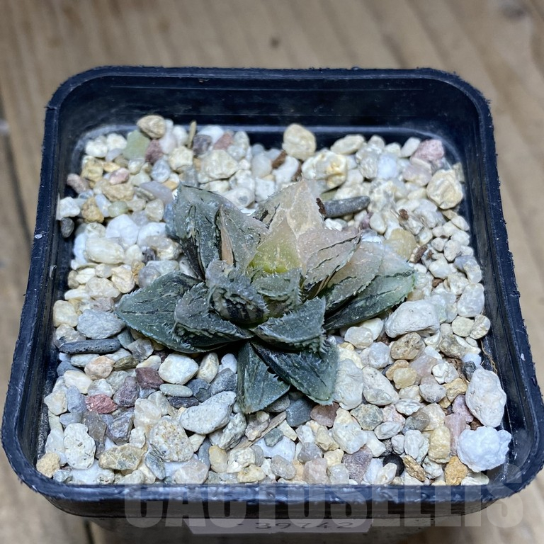 SHPR39742 Haworthia 'Kegazato' f. variegata - Image 3